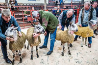 Longtown Ram Fair-26
